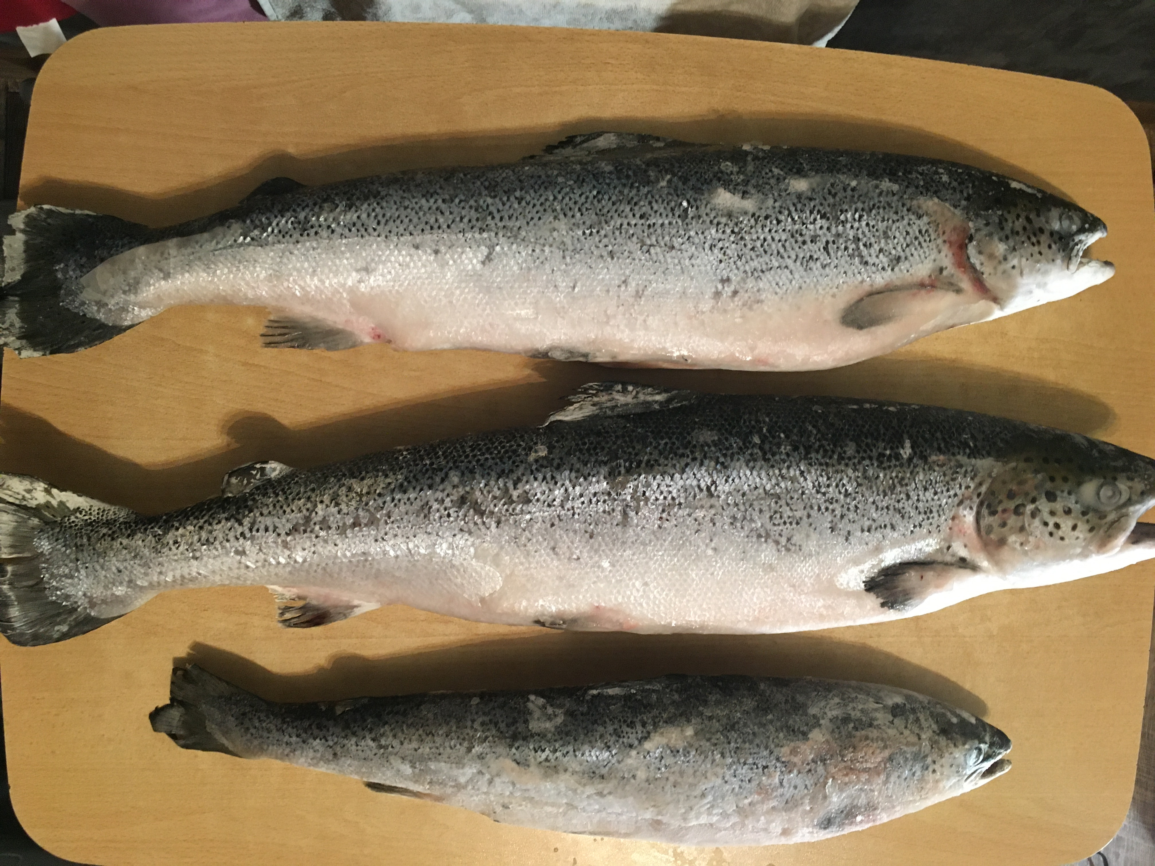 Архангельская дикая сёмга — натуральный продукт Севера
